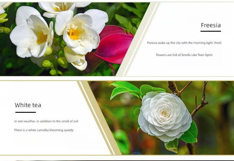 Snugsy™ Essential Oil Collection – Premium Aromatherapy Scents for Diffusers & Warmers (10 ml)